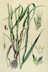 Venenous plant (toxic): intoxicating chaff (Lolium temulentum) 作者 未知艺术家