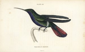 Veraguan mango，Anthracothorax veraguensis（芒果蜂鸟，Trochilus mango）。William Lizars 的手绘钢板雕刻出自 William Jardine 爵士的《博物学家图书馆》：鸟类学：蜂鸟》第 2 卷，爱丁堡，W.H. Lizars 著。 作者 未知艺术家