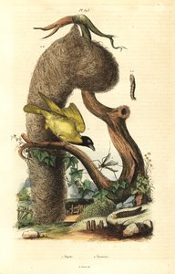 乡村织布工鸟巢、Ploceus cucullatus 和鹤蝇、Tipula 物种 作者 不明