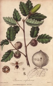 威尔士橡树（Quercus infectoria）--威廉-克拉克为约翰-斯蒂芬森和詹姆斯-莫尔斯-丘吉尔的《医学植物学，伦敦、爱丁堡和都柏林药用植物描述》绘制的浓水插图，约翰-丘吉尔于 2008 年在伦敦出版。 作者 未知艺术家