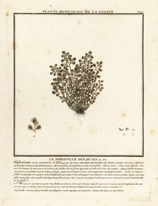 墙芸香，Asplenium ruta-muraria。 作者 未知艺术家