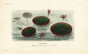 Water-shield, Brasenia schreberi, Hydropeltis purpurea, Hydropeltis 作者 不明
