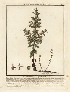 水香蒲，Teucrium scordium。 作者 未知艺术家