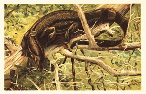 水巨蜥，Varanus salvator。1908 年（石版画） 作者 未知艺术家