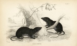 水鼩，Neomys fodiens（Sorex remifer，Sorex fodiens）。Lizars 根据 William Jardine 的《博物学家图书馆》（爱丁堡）中 James Stewart 的插图绘制的手绘钢版画。 作者 未知艺术家