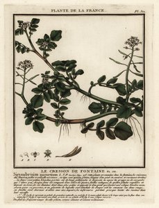 水芹，Nasturtium officinale。 作者 未知艺术家