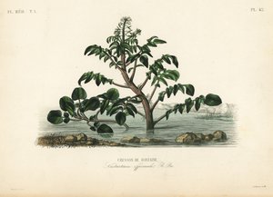 水芹或黄花菜，Nasturtium officinale，Cresson de fontaine 作者 不明