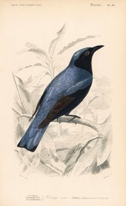 白腹鹙鹭，Dicrurus caerulescens。Fournier 根据巴黎 Charles d