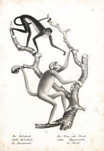 白腹蜘蛛猴（Ateles belzebuth）（濒危物种）和极度濒危物种北部穆里基猴（Brachyteles hypoxanthus）（Ateles hypoxanthus）。卡尔-约瑟夫-布罗德曼（Karl Joseph Brodtmann）绘制的石版画，选自海因里希-鲁道夫-申茨（Heinrich Rudolf Schinz）的《动物自然史图解》、 作者 未知艺术家
