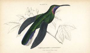 白尾剑鸲（Campylopterus ensipennis）（蓝喉剑鸲（Trochilus latipennis））。William Lizars 手工绘制的彩色钢板雕刻，选自 William Jardine 爵士的《博物学家图书馆》：鸟类学：蜂鸟》，爱丁堡，W.H. Lizars 著。 作者 未知艺术家