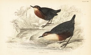 白喉杓鹬或水鸮，Cinclus cinclus.1889（雕刻） 作者 未知艺术家