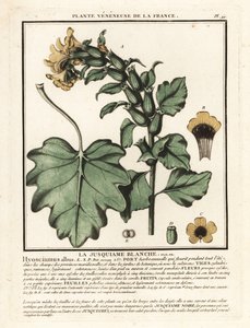 白鸡血藤，Hyoscyamus albus。 作者 未知艺术家