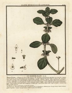白牛膝，Marrubium vulgare。 作者 未知艺术家