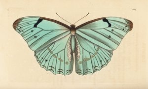 白色吗，Morpho laertes 作者 不明