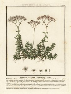 白色石竹，Sedum album。 作者 未知艺术家