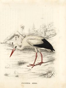 白鹳，Ciconia ciconia (Ciconia alba)。Georg Friedrich Treitschke 的自然历史画廊（位于 Liepzig 的 Naturhistorischer Bildersaal des Thierreiches）中的手绘钢版画 作者 未知艺术家