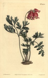 Wild bleeding heart, Dicentra formosa 作者 不明