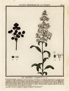 野女贞（Ligustrum vulgare）。 作者 未知艺术家