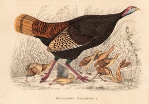野生火鸡，Meleagris gallopavo，母鸡与小火鸡。Georg Friedrich Treitschke 的自然历史画廊，Naturhistorischer Bildersaal des Thierreiches，Liepzig 手工彩色石版画 作者 未知艺术家