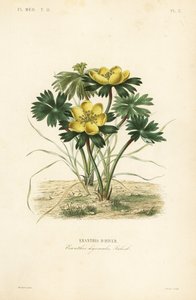 冬乌头, Eranthis hyemalis, Eranthis d