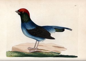奇妙的鬃猴（Chiroxiphia linearis）。未署名插图（乔治-肖和弗雷德里克-诺德）。自然学家杂录》中的石版画 作者 未知艺术家