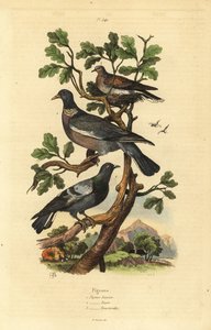 木鸽（Columba palumbus）、普通鸽子（Columba livia）和斑鸠（Streptopelia risoria）。 作者 不明