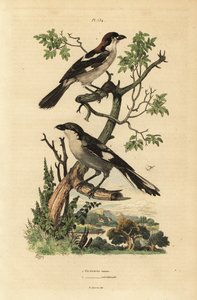 Woodchat 伯劳，Lanius 参议员和南方灰伯劳，Lanius meridionalis 作者 不明