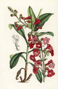 莱特胡桐，Penstemon wrightii（Pentstemon wrightii）。手绘石版画，选自 Louis van Houtte 和 Charles Lemaire 的《欧洲花园和暖房的花》，Flore des Serres et des Jardins de l