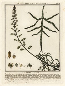 黄木樨，Reseda lutea。 作者 未知艺术家