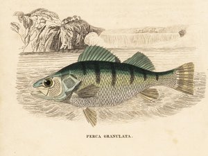 黄鲈，Perca flavescens（颗粒鲈，Perca granulata）。Georg Friedrich Treitschke 的自然历史画廊，Naturhistorischer Bildersaal des Thierreiches，Liepzig-1842。 作者 未知艺术家