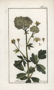 黄豚草（Thalictrum flavum）。约翰内斯-佐恩（Johannes Zorn，1739-1799 年）"Afbeelding der Artseny-Gewassen "中的石版画，荷兰 作者 未知艺术家
