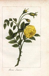 黄粉色，黄粉色，鲁特蔷薇。约 1815 年，巴黎，Prudhomme 小姐为 "Hommage rendu a la Rose "绘制的插图的手工彩色铜版画。这是一本介绍玫瑰历史和十几幅植物微型画的礼品册。 作者 未知艺术家