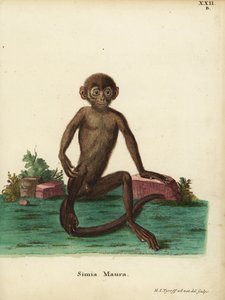 年轻的带状叶猴（Presbytis femoralis）。Simia maura。赫尔曼-雅各布-蒂罗夫（Hermann Jakob Tyroff）根据大自然绘制并雕刻的手工彩色铜版画，选自约翰-克里斯蒂安-丹尼尔-施雷伯（Johann Christian Daniel Schreber）的《大自然动物插图》（或施雷伯的《神奇动物》，埃尔南德斯出版社，2008 年）。 作者 未知艺术家