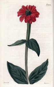 紫云英的花是红色的。铜版画，由约翰-柯蒂斯主演，韦德尔刻字，发表于 "柯蒂斯植物杂志"。 作者 未知艺术家