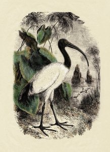 动物学：朱鹮（Threskiornis aethiopicus），19 世纪的雕刻作品 作者 未知艺术家