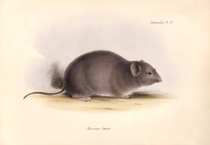 动物学：查尔斯-达尔文在贝格尔号探索之旅中描述的 "Arocoma Cuvieri "或 Abocoma de Cuvier。摘自 "1832 年至 1836 年菲茨罗伊船长指挥的比格尔号航行动物学 "的插图。 作者 未知艺术家