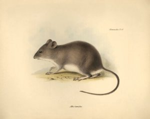 动物学：查尔斯-达尔文在贝格尔号探索之旅中描述的 "沼鼠"（Mus tumidus）。图片选自《1832 年至 1836 年菲茨罗伊船长指挥的比格尔号航行动物学》，经编辑和增订。 作者 未知艺术家