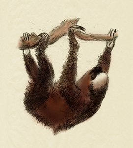 动物学：懒惰（Bradypus tridactylus） 作者 未知艺术家