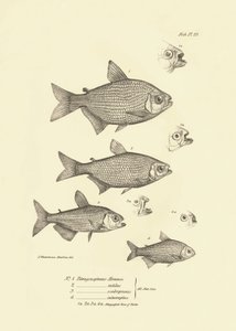 动物学：查尔斯-达尔文在贝格尔号航行期间描述的鱼类 "Tetragonopterus Abramis, rutilus, scabripinnis, interruptus"。摘自 "菲茨罗伊-达尔船长指挥的比格尔号航行的动物学 "图版 作者 未知艺术家