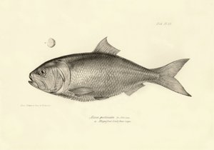动物学：查尔斯-达尔文在贝格尔号航程中描述的 "Alosa pectinata "鱼。摘自 "1832-1836 年在菲茨罗伊船长指挥下的比格尔号航行的动物学 "的图版 作者 未知艺术家