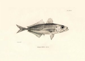 动物学：查尔斯-达尔文在贝格尔号航程中描述的 "Caranx declivis "鱼。摘自 "1832-1836 年在菲茨罗伊船长指挥下的比格尔号航行的动物学 "图版 作者 未知艺术家