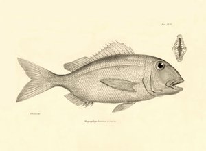 动物学：查尔斯-达尔文在贝格尔号航程中描述的鱼类 "Chrysophrys taurina"。摘自 "1832-1836 年菲茨罗伊船长指挥的比格尔号航行的动物学 "图版 作者 未知艺术家