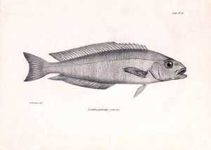 动物学：查尔斯-达尔文在贝格尔号航程中描述的 "Latilus princeps "鱼。摘自 "1832-1836 年在菲茨罗伊船长指挥下的比格尔号航行的动物学 "图版 作者 未知艺术家