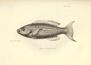 动物学：查尔斯-达尔文在贝格尔号航行期间描述的鱼类 "Scarus Chlorodon"。摘自 "1832-1836 年在菲茨罗伊船长指挥下的比格尔号航行的动物学 "的图版 作者 未知艺术家