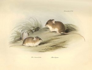 动物学：查尔斯-达尔文在贝格尔号探索之旅中描述的 "Mus albimaculatus "和 "Mus elegans"（老鼠）。摘自 "1832 年至 1818 年菲茨罗伊船长指挥比格尔号航行的动物学 "图版。 作者 未知艺术家