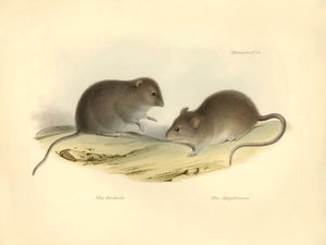 动物学：查尔斯-达尔文在贝格尔号探索之旅中描述的 "Mus brachiotis "和 "Magellanicus"（大鼠）。摘自 "1832 年至 1841 年菲茨罗伊船长指挥比格尔号航行的动物学 "图版。 作者 未知艺术家