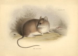 动物学：查尔斯-达尔文在贝格尔号探索之旅中描述的 "Mus griseoflavus "或叶鼠。摘自 "1832 年至 1836 年菲茨罗伊船长指挥的比格尔号航行动物学"，经编辑和校对。 作者 未知艺术家