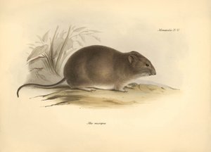 动物学：查尔斯-达尔文在贝格尔号探索之旅中描述的 "Mus micropus "或大耳鼠。摘自 "1832 年至 1836 年菲茨罗伊船长指挥的比格尔号航行动物学 "编辑的插图 作者 未知艺术家