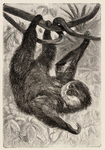 动物学：unau 或懒惰》由 Carlo Vogt 和 Federico Specht 在 1884 年出版的《自然史图解：哺乳动物》中进行描述和说明 作者 未知艺术家