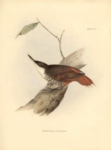 鸟类学：查尔斯-达尔文（1809-1882 年）观察和描述的南美洲鸟类 "Dendrodamus leucosternus"。图片选自 "比格尔号航程中的动物学"。飞行。III，约翰-古尔德描述的鸟类，以及查尔斯-达尔文（1809-1882 年）对其习性的描述。 作者 未知艺术家
